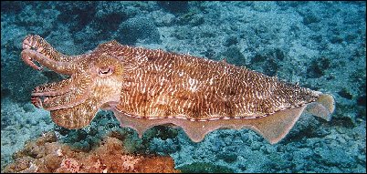 Cuttlefish.jpg (40909 bytes)